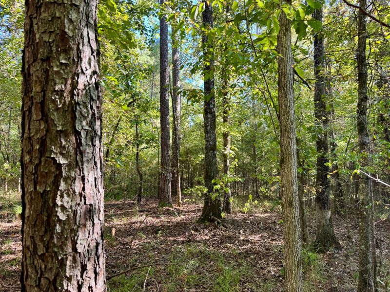 Furman Hills Creek Black Belt : Furman : Wilcox County : Alabama