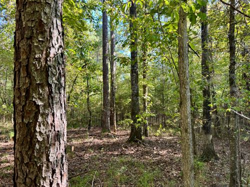 Furman Hills Creek Black Belt : Furman : Wilcox County : Alabama