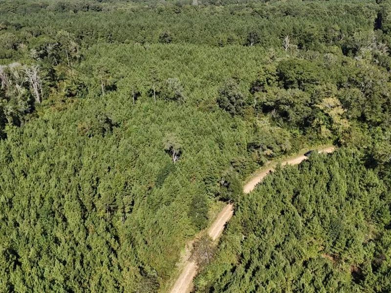 Timberland for Sale Union Parish : Marion : Union Parish : Louisiana