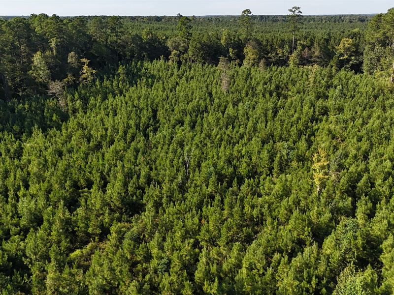 Small Hunting Tract for Sale in Mar : Marion : Union Parish : Louisiana