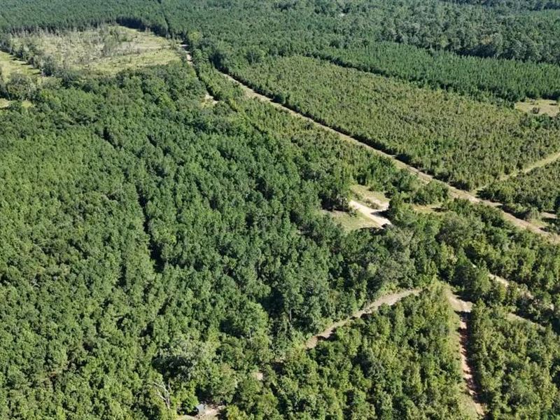 Hunting & Timberland for Sale in Un : Marion : Union Parish : Louisiana