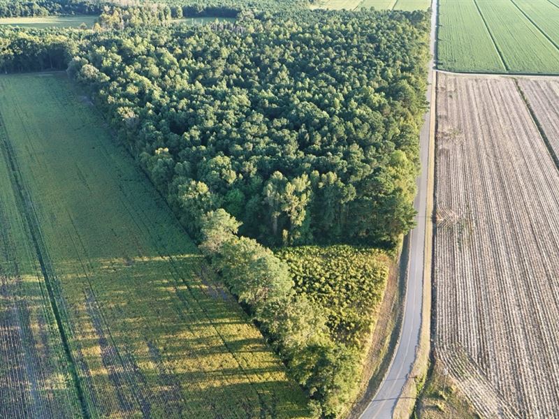 25 AC Timber & Hunting Land in NC : Belhaven : Beaufort County : North Carolina