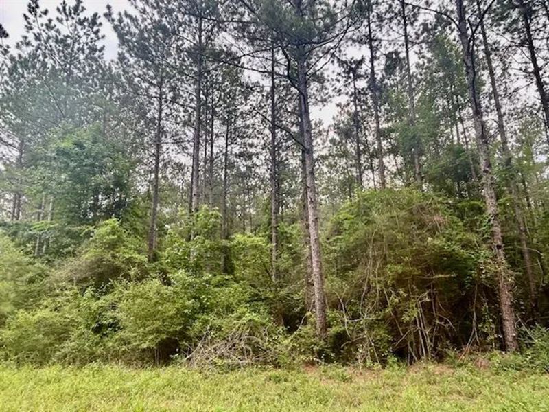 7.5 Acre Homesite for Sale Covingto : Seminary : Covington County : Mississippi