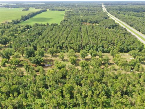 The Hodges Tract : Baconton : Mitchell County : Georgia