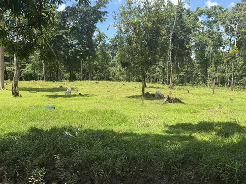 Productive Farm with Wells, Pasture : Upala : Costa Rica