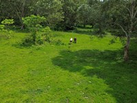 27.5 Acres in Banano Limon : Limon : Costa Rica