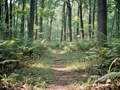 59.5 Acres in Fayette County TN : Moscow : Fayette County : Tennessee