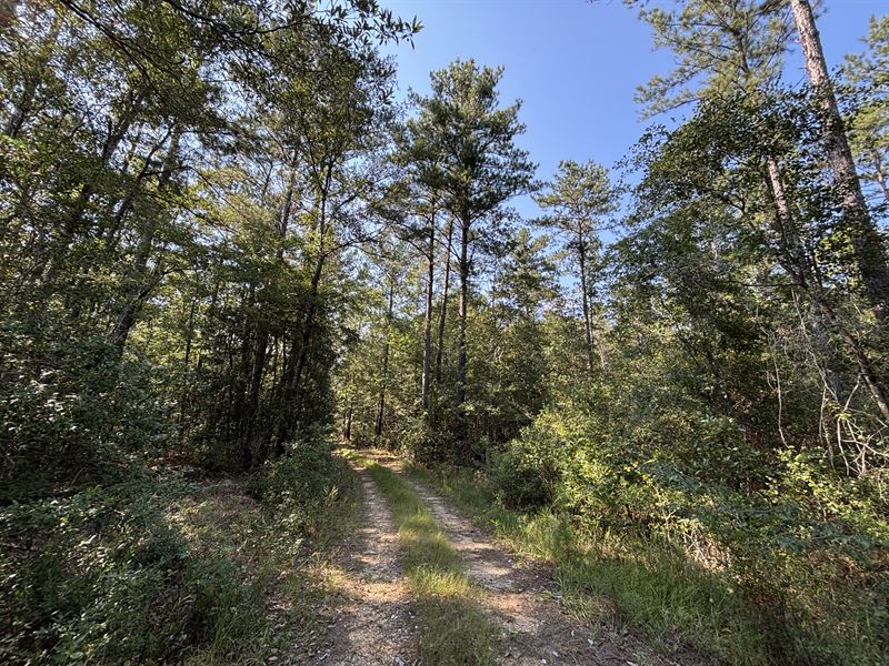 Horse Neck 323 Acres : Millry : Washington County : Alabama