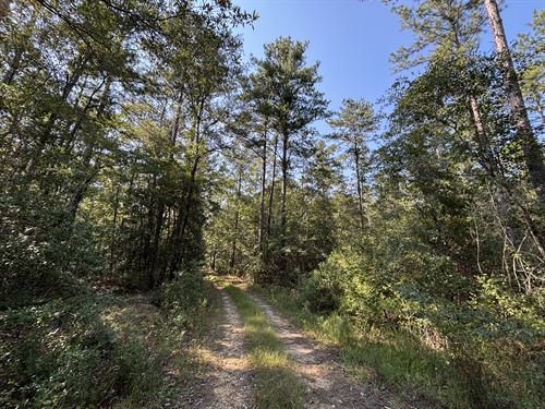 Horse Neck 323 Acres : Millry : Washington County : Alabama