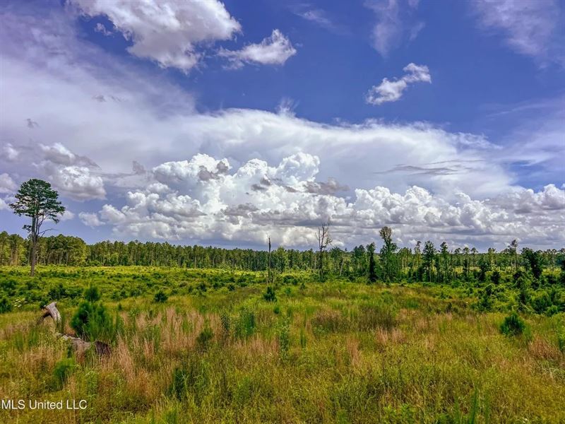 Land for Sale in Amite County, MS : Liberty : Amite County : Mississippi