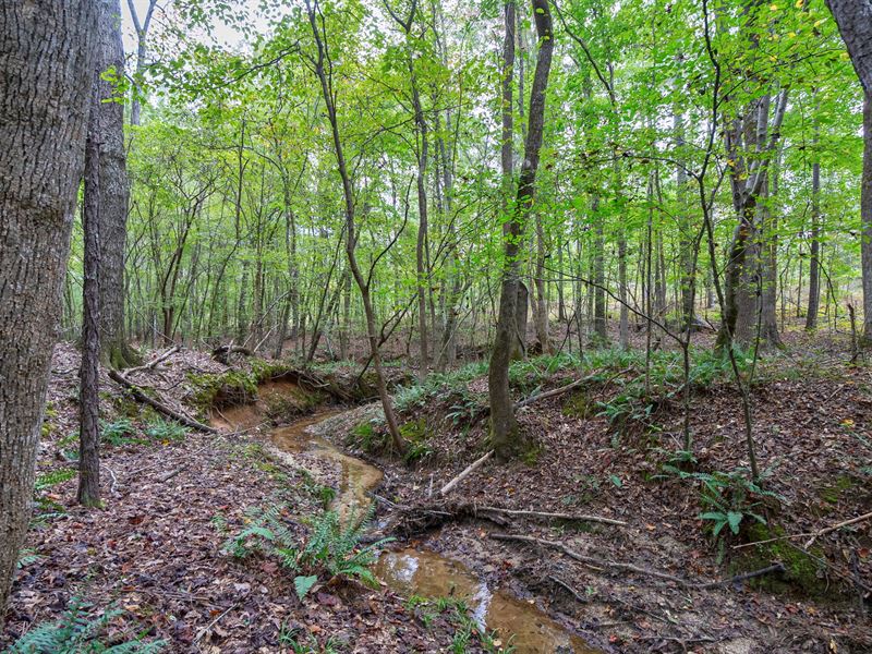 Lower Wirebridge Road Tract : Stephens : Oglethorpe County : Georgia