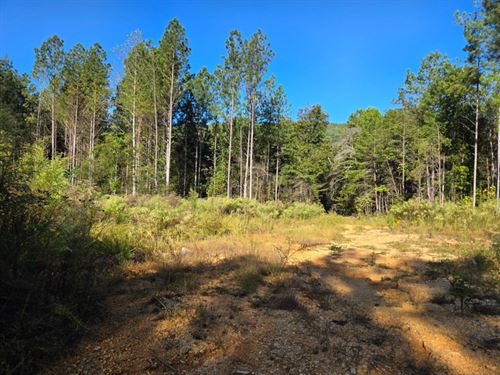 Sulphur Springs Tract : Sulphur Springs : DeKalb County : Alabama