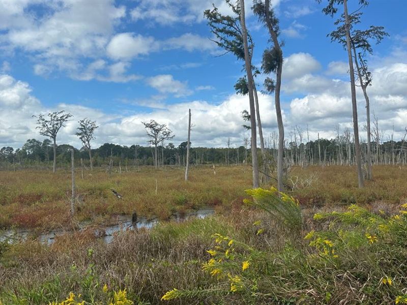 South Fork : Sylvania : Screven County : Georgia