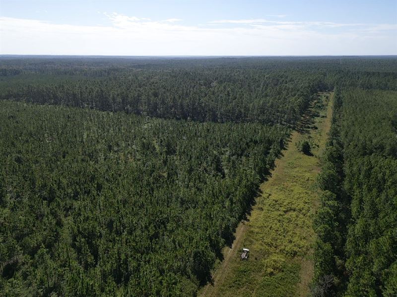 80 Acres Fruitdale, AL Washington : Fruitdale : Washington County : Alabama
