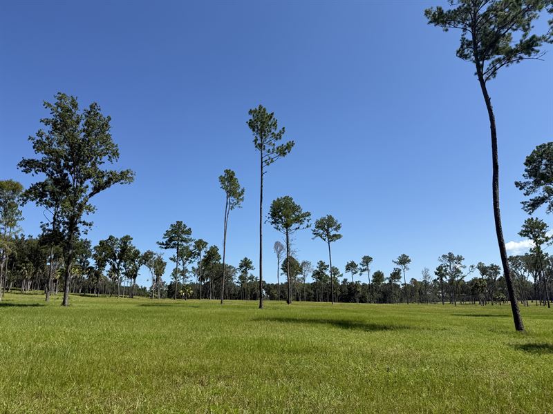Dungarven Ridge Lot 5 : Micanopy : Marion County : Florida