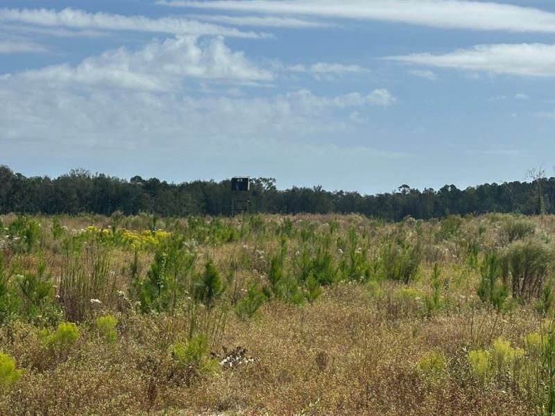 Runs Branch Plantation : Newington : Screven County : Georgia