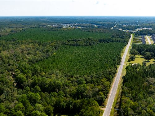 The Palmer Tract : Ludowici : Long County : Georgia