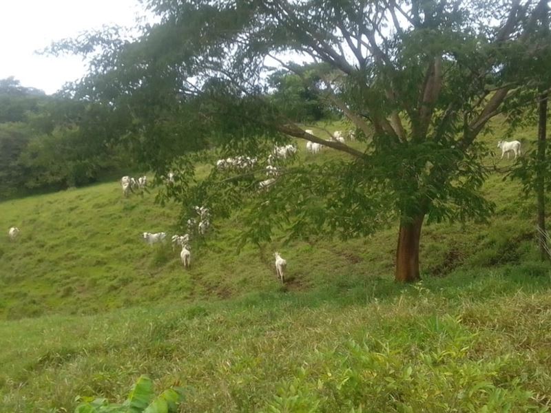 Ocean View Ranch in Guanacaste : Abangares : Costa Rica