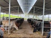 Dairy Farm Near Katira : Guatuso : Costa Rica