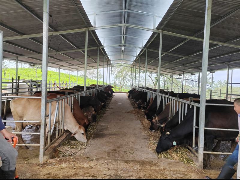 Dairy Farm Near Katira : Guatuso : Costa Rica