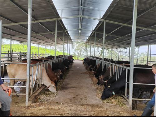 Dairy Farm Near Katira : Guatuso : Costa Rica