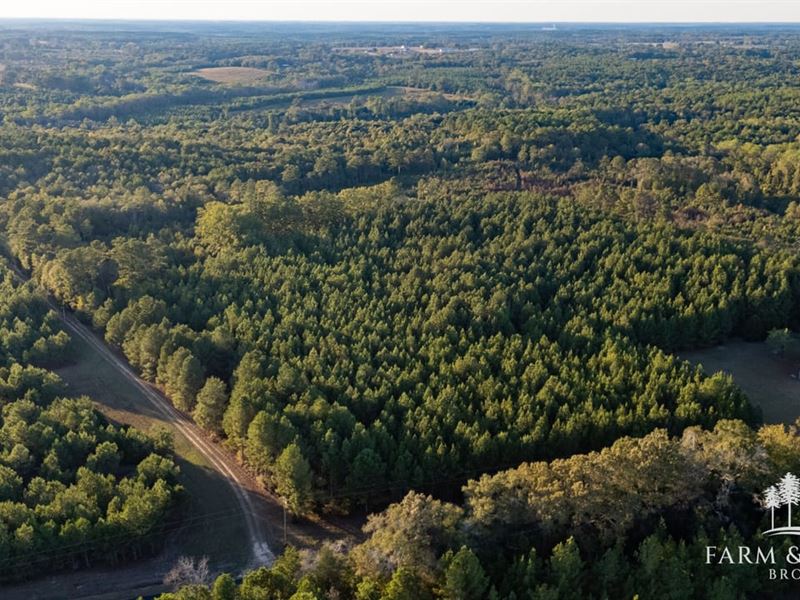 50.25 Ac Geneva Co, Beaverdam Cr : Chancellor : Geneva County : Alabama