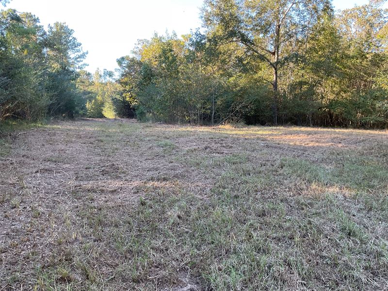 Chapel Hill Road Tract, 58 Acres : Rutledge : Crenshaw County : Alabama