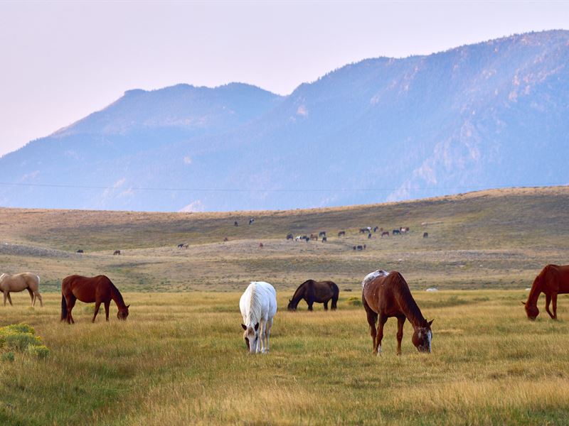 Sheep Mountain Ranch, Tract 6 : Laramie : Albany County : Wyoming