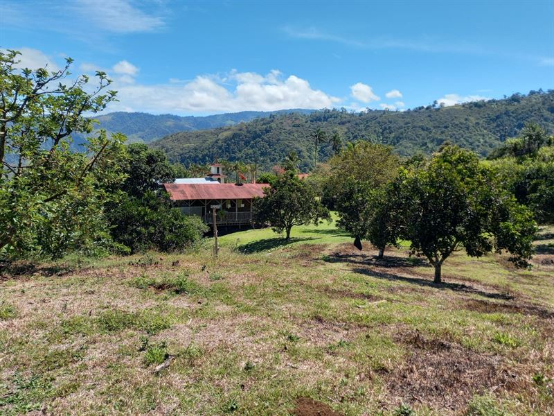 Golden Harvest Estate : La Suiza : Costa Rica