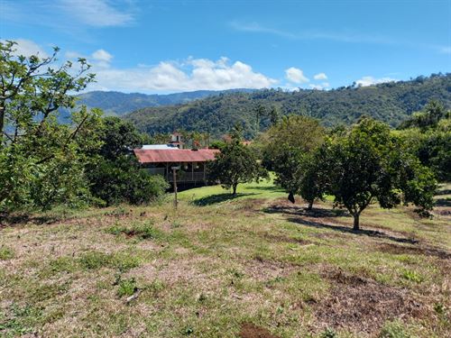 Golden Harvest Estate : La Suiza : Costa Rica