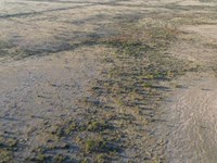 Outstanding 10.001-Acre Sierra : Sierra Blanca : Hudspeth County : Texas