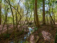 Bridges Road Tract 1 : Carlton : Oglethorpe County : Georgia