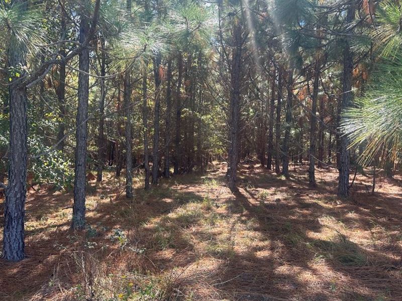 Tram Timber : Sylvania : Screven County : Georgia