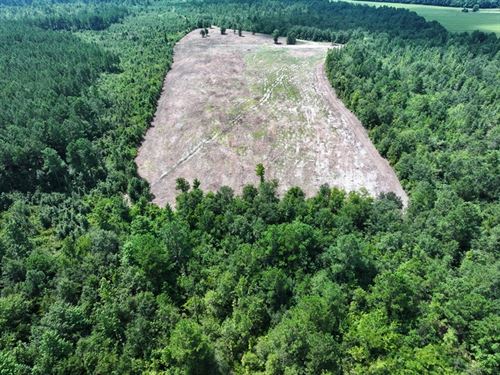 Large Timber and Hunting Tract : Lumberton : Robeson County : North Carolina