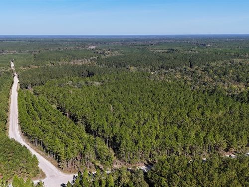 Pine Haven Plantation, 197 Acres : Folkston : Charlton County : Georgia
