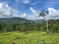 Golden Conservation Forest : Jimenez : Costa Rica