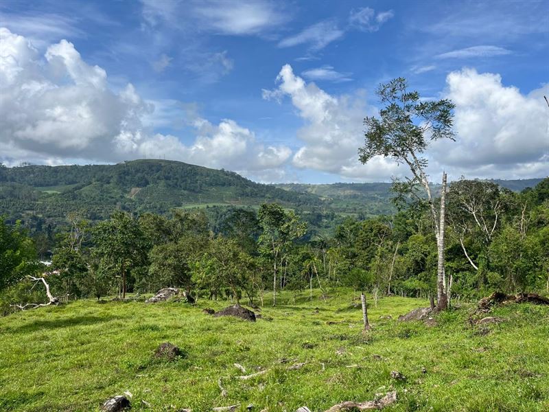 Golden Conservation Forest : Jimenez : Costa Rica