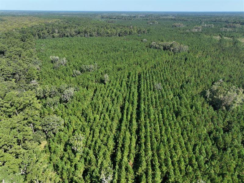 475 Ac Land for Sale GA Hwy 252 : White Oak : Camden County : Georgia