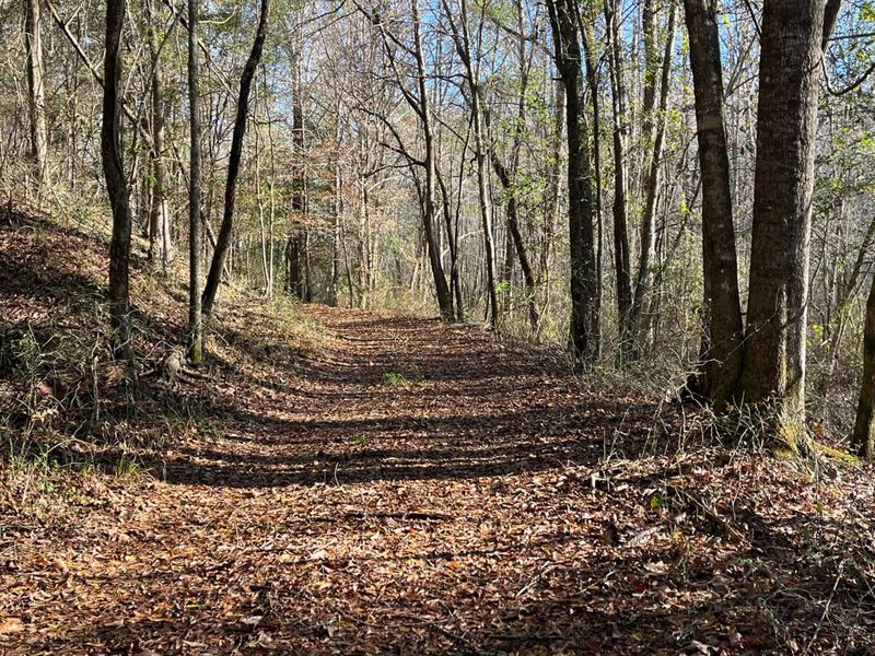 Coalfire Creek Tract C, 7 : Reform : Pickens County : Alabama