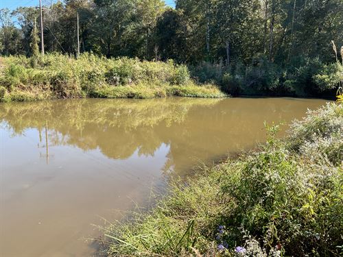 Gray Sky Tract, 46.66 Acres : Brundidge : Pike County : Alabama