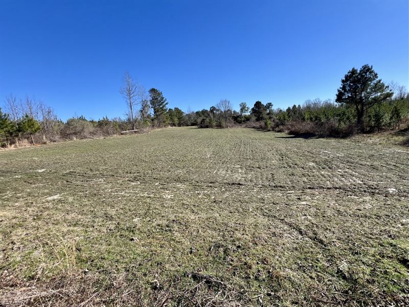 Mollie Cr-32 Clear Creek Timber : Mollie : Choctaw County : Alabama