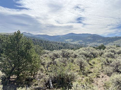 Treed Lot with Mountain Views : Fort Garland : Costilla County : Colorado