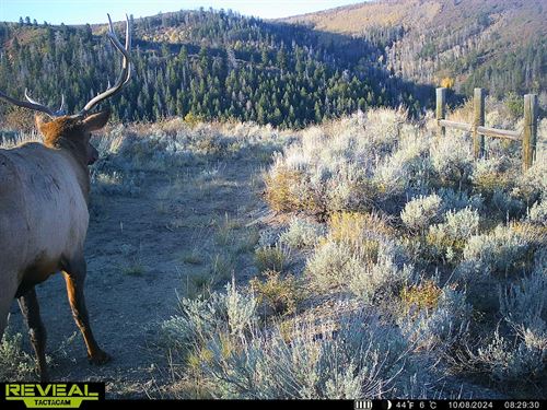 Bugle Canyon Ranch : Rifle : Garfield County : Colorado