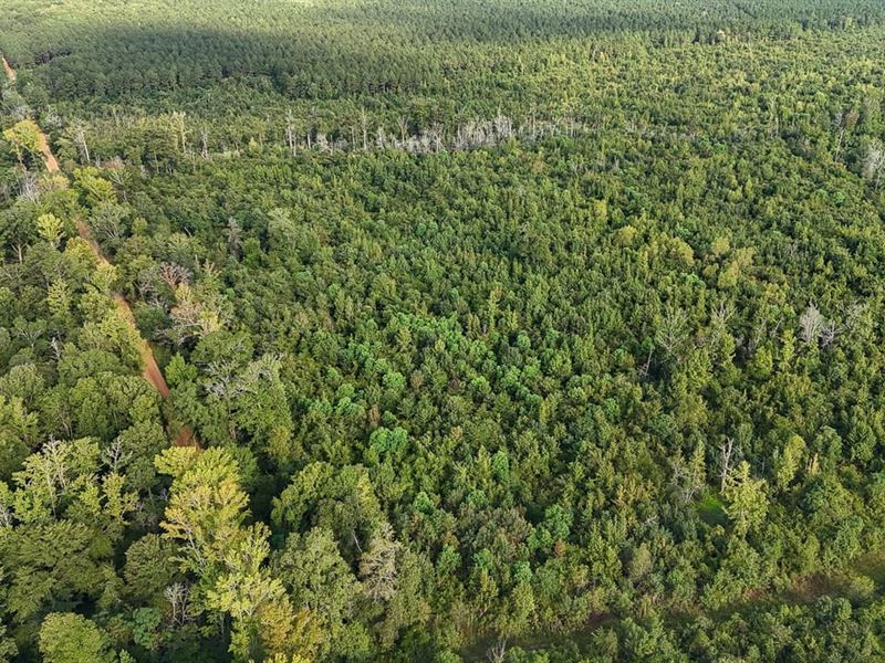 264 Acres in Hamburg, Arkansas : Hamburg : Ashley County : Arkansas