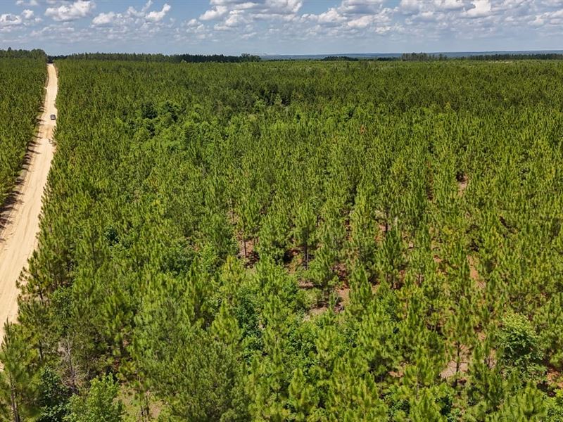 Longleaf Hill Tract : Cassatt : Kershaw County : South Carolina