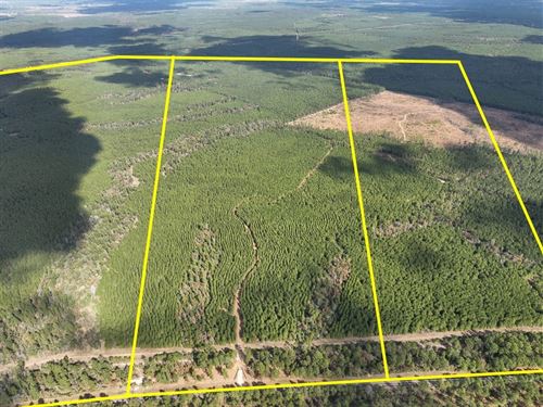 231 Acres, FM 247, T-2, Walker : Huntsville : Walker County : Texas