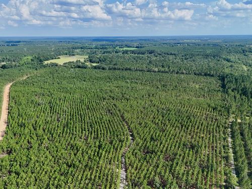 Tract 15, Penny Morris Road : Baxley : Appling County : Georgia