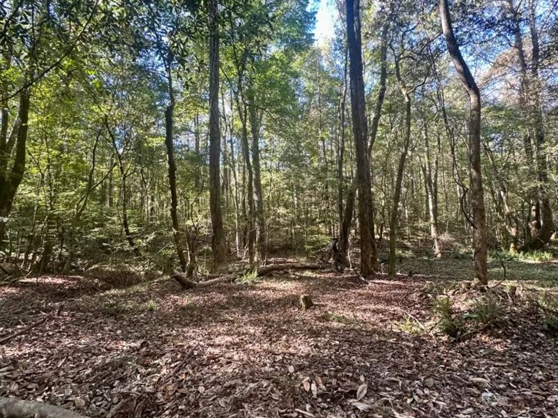 44.24 Acres in Crenshaw County, AL : Lapine : Crenshaw County : Alabama
