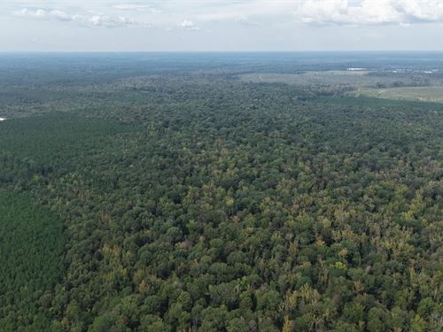 240 Acres in Cleveland County, AR : Rison : Cleveland County : Arkansas