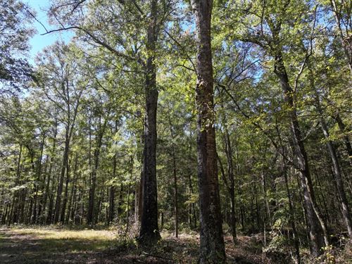 300 Acres in Lowndes County, MS : Columbus : Lowndes County : Mississippi